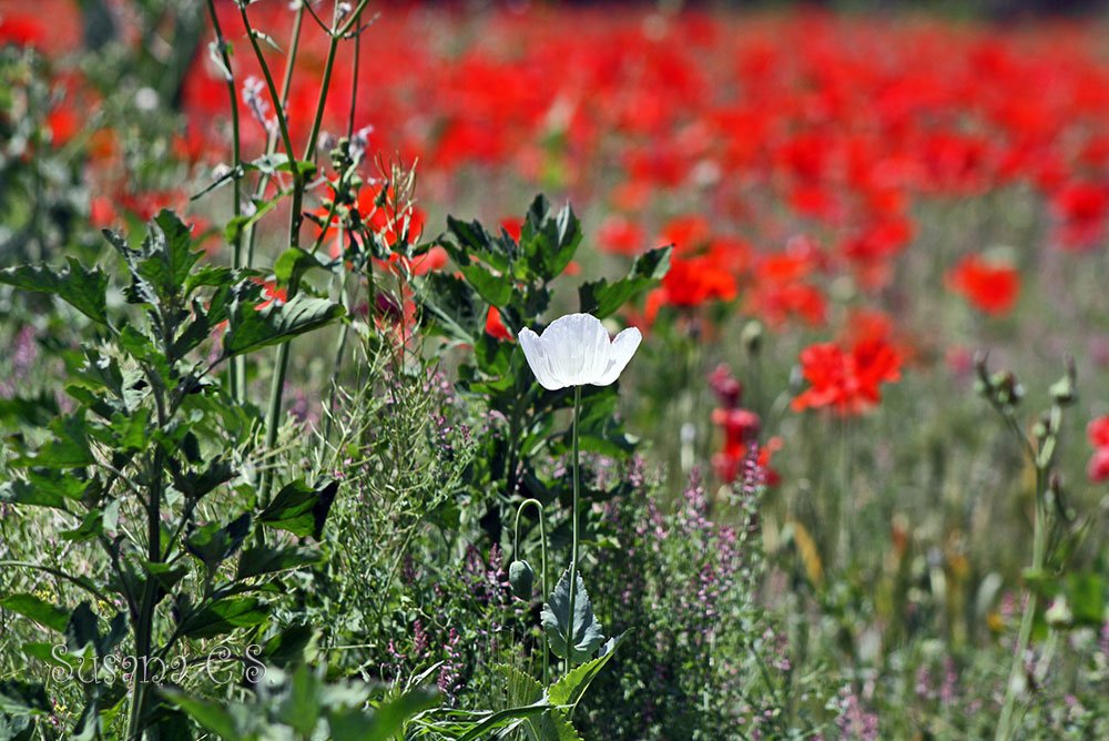SusanaCSantana's tweet photo. #BuenosDias Pensar y actuar de otra manera es bueno. No siempre tiene que convencernos lo que diga la mayoría. Foto: amapola blanca en los campos de #SanFernandoDeHenares #Madrid #primavera https://t.co/8FlDemo385