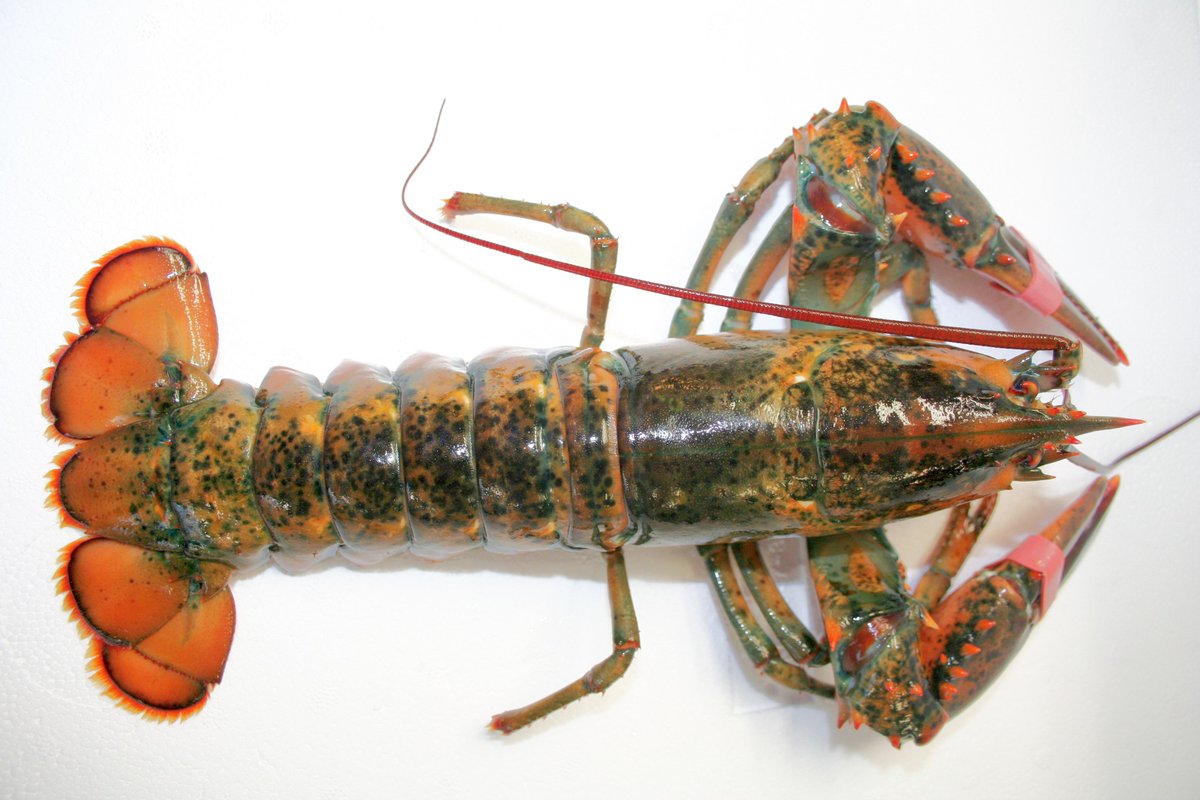 Klein maar fijn, ze zijn er weer...de Canner kreeften! De Canadese Canners zijn vanaf vandaag weer bij Versvishandel Jan van As verkrijgbaar. Geef nu je bestelling door via vishandel@janvanas.nl #cannerkreeft