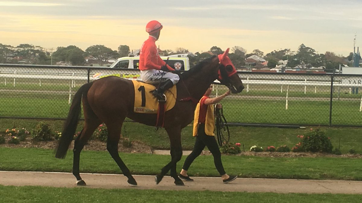 TripleCrownSynd's tweet photo. POETIC CHARMER strides out onto the track ahead of the Class 1 Handicap at @newcastleraces_ - best of luck to his owners! #GoTheRed https://t.co/AaOETEGGI5