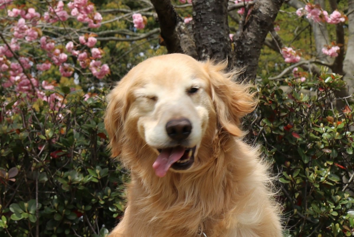 カスタム君 東京税関 犬 が好きな皆様へ 麻犬 の 素顔 をお届けするワン 黄ラブ のルッツ号 二人の時間 を邪魔してゴメンだワン 麻薬探知犬 Dog いぬ わんこ ワンコ レトリバー 甘えん坊 グルーミング ハンドラー 犬好き T