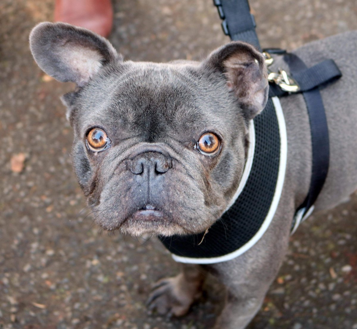 Meet “blue” my fucked up one eared Frenchy that I rescued from a brothel almost a year ago, dogs stink so don’t buy one is my advice, just borrow ye mates it’s much easier, trust me