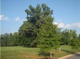 FLHS_ColeB's tweet photo. pinus makes food through photosynthesis because its a producer. it moves by the wind. #niche #characteristicsoflife #flecosystem https://t.co/2EX6CJtTwx