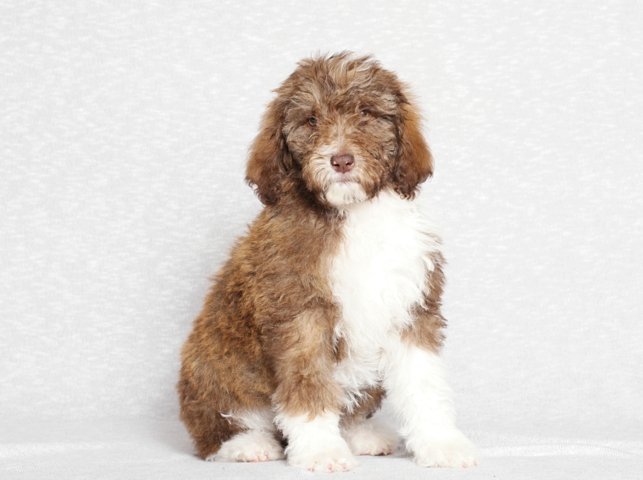 bordoodles's tweet photo. How can anyone resist this cuteness??? Head on over to our website to see our available pups! https://t.co/rIP1UgS4E6 #bordoodle #doodle #bordoodlesofinstagram #bordercollie #poodle #familydog #smartdog #puppies #puppy #puppiesofinstagram #puppiesofig #puppylove #puppiesforsale https://t.co/cLQTEJcAXM