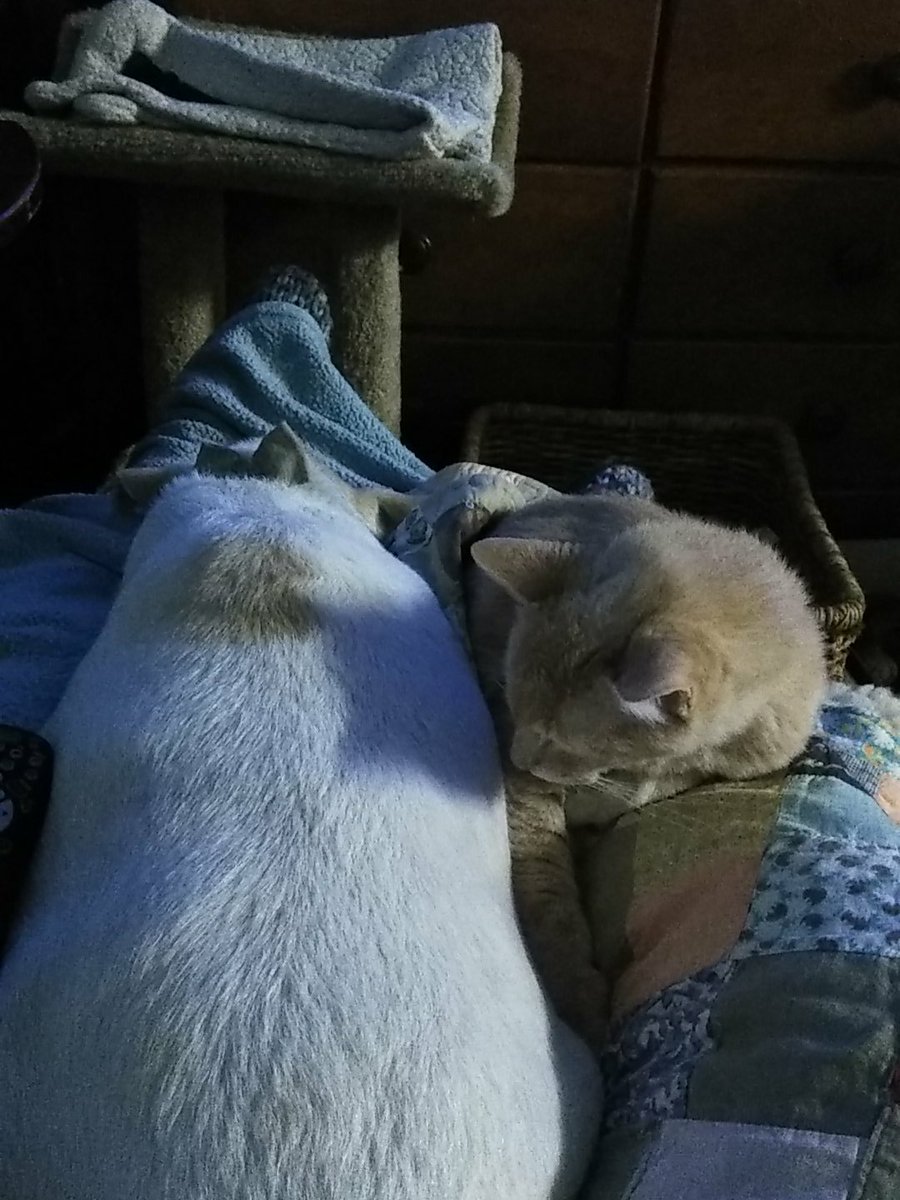 tinkerbuggz's tweet photo. Enjoying a quiet evening with two of my fur babies sleeping in my lap, Alex the dog 13 year's old, and Pep"e, 24 years old. https://t.co/j8r1JUYxDN