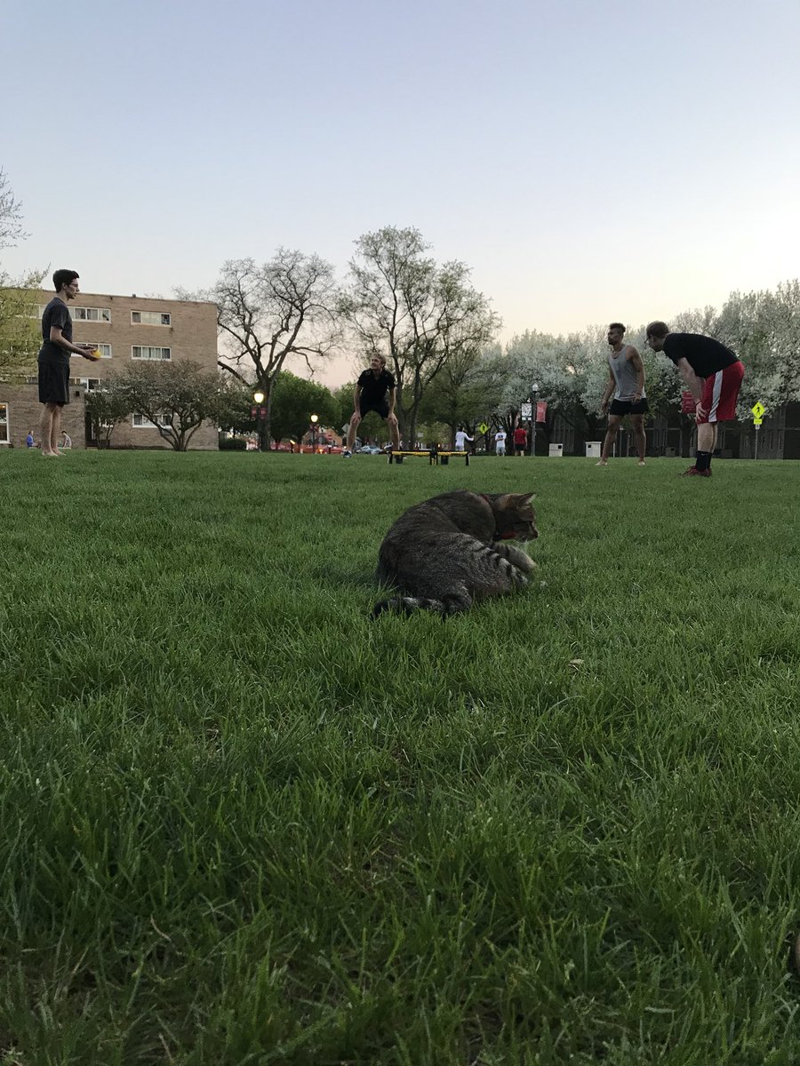 NRoundnet's tweet image. Here at NCC even our campus cat loves @Spikeball #Jointhemovement #roundnet #NCCroundnet