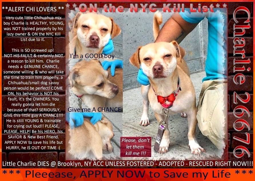 nasrene41's tweet photo. #CHARLIE  FAILED BY HUMANS! NO ONE  TO TAUGHT HIM MANNERS &amp; #NYCACC PLANS TO KILL HIM! HE NEEDS FAMILY WHO’LL TEACH HIM!
#RESCUEDOGS #FOREVERHOME  #FOSTER #ADOPT  #CHI  #GetYourRescueOn  #RescueIsTheWayToGo  #HumaneNY  #SaveCHARLIE
https://t.co/dIFMIW6DOx https://t.co/HsfJvM9IKl