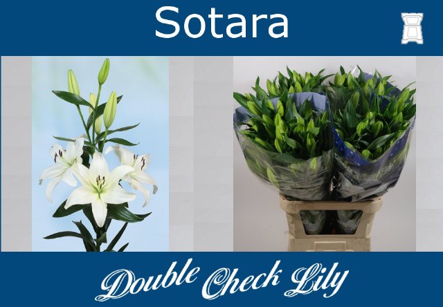 VermeulenGerard's tweet image. Vandaag op #klok1 deze nieuwe witte #lelie #Sotara @DoubleCheckLily