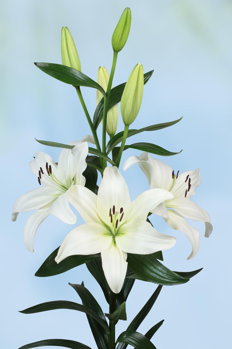 VermeulenGerard's tweet image. Vandaag op #klok1 deze nieuwe witte #lelie #Sotara @DoubleCheckLily