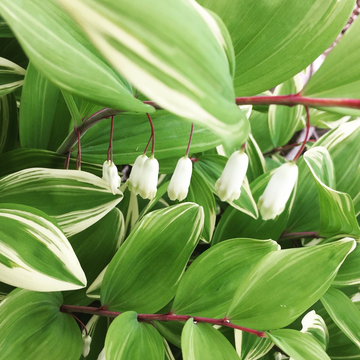 下向きに咲く花