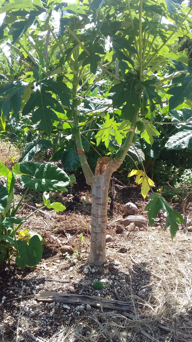 LuseaneTaufa's tweet photo. Second day at #AgTonga -  visit to MAFFF Research Station,  three months after TC Gita https://t.co/2IbDLxOcQ5