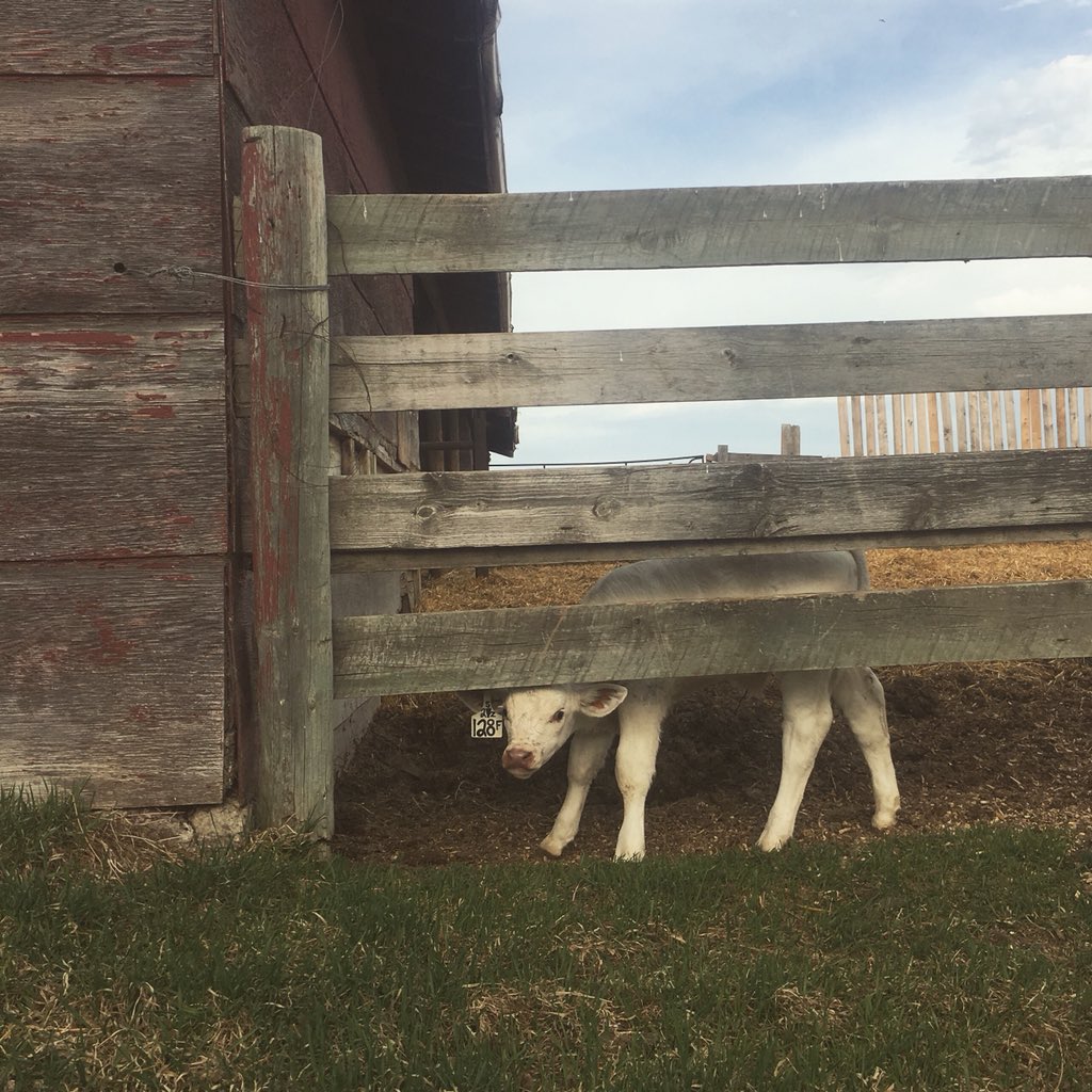 So happy to finally have green grass #charolais