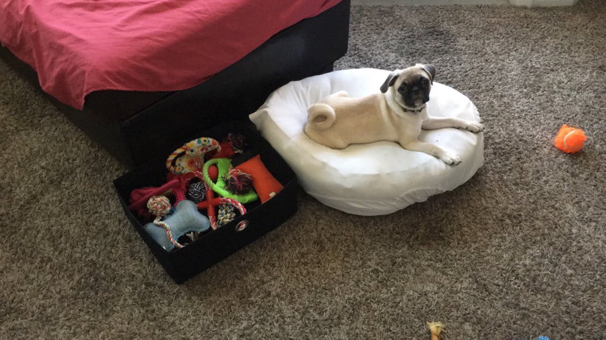 Pugsley and all of his toys. #SpoiledMuch
