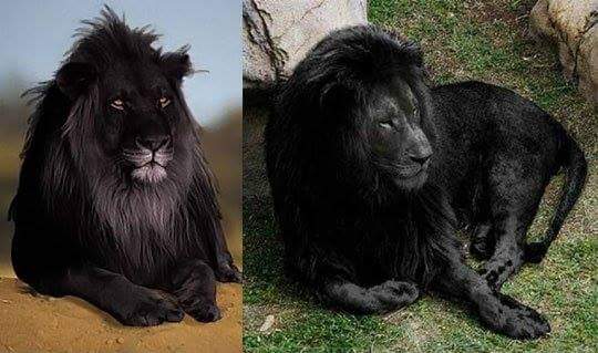 Черны лев 5. Черный Лев. Редкий черный Лев. Лев с черной гривой. Чёрный Лев фото.