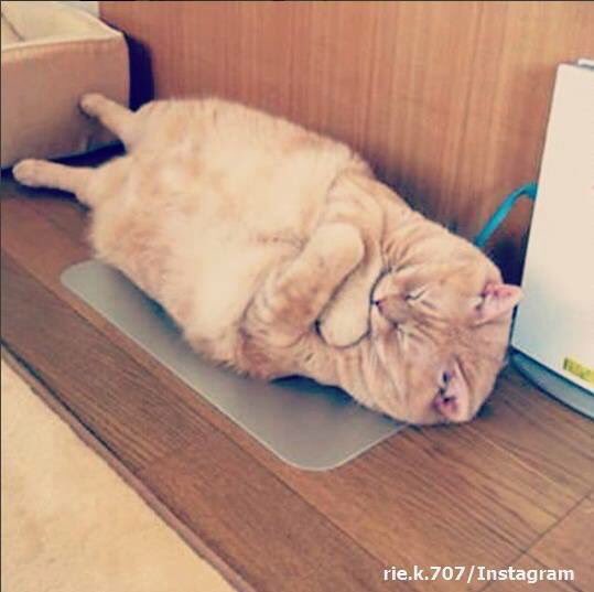 추루룽♡ tweet media