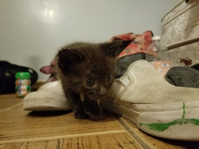 Watch 🌟harmony🌟 hiatus's leaked NSFW photo on TwXstars