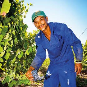 RicoBasson's tweet image. After one of the most challenging harvests in many years, the SA wine industry will today release the final harvest report 🍇🇿🇦 #drought #climate #adaptability @Vinpro_za @WOSA_ZA