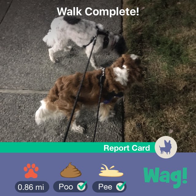 Brother_Arsenal's tweet photo. Just finished a dog walk on Wag! Use my promo code "CASEY80736" for $50 of FREE Wag credit! https://t.co/2J0FgTTT1C https://t.co/vjNPpg59ae