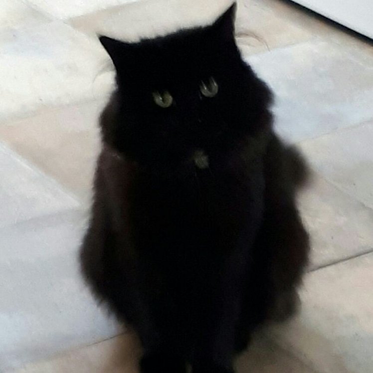 cuddlemykitty's tweet photo. "Hello my name is Tracey, I'm 34 years old. I have two Cats Molly and Bear" our newest member at https://t.co/vkiVyG7Vtz #cuddlemykitty #CatsOnTwitter #petsitesunite https://t.co/MB2yeg0Ng5