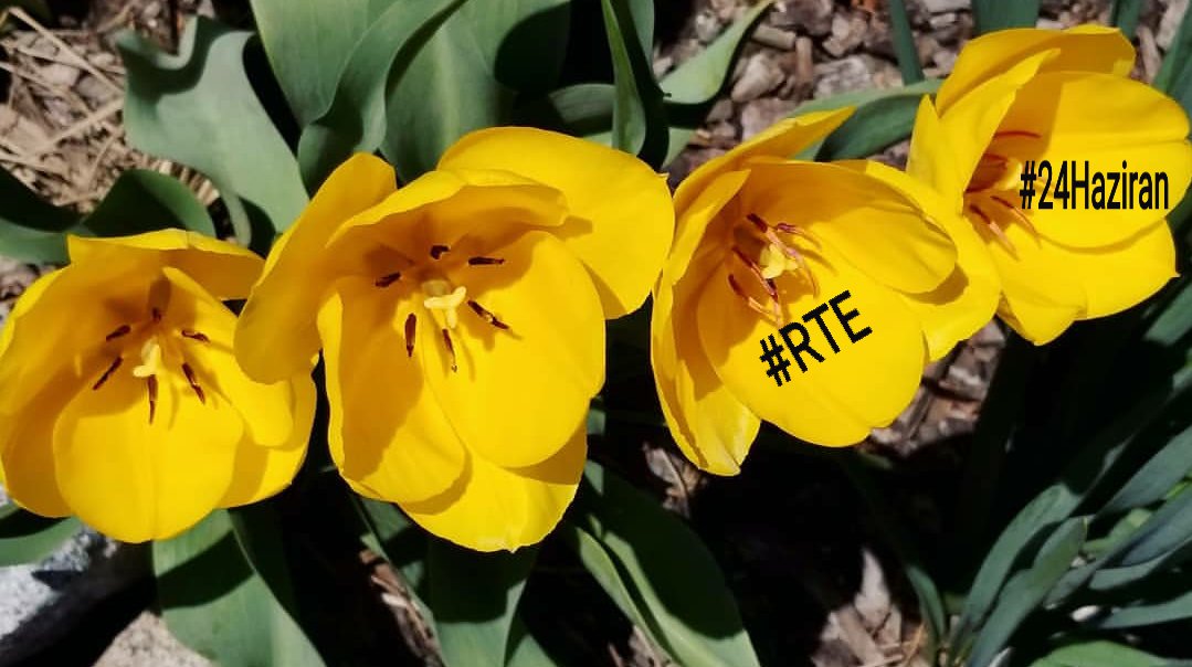 #hergünebirçiçek #flowers