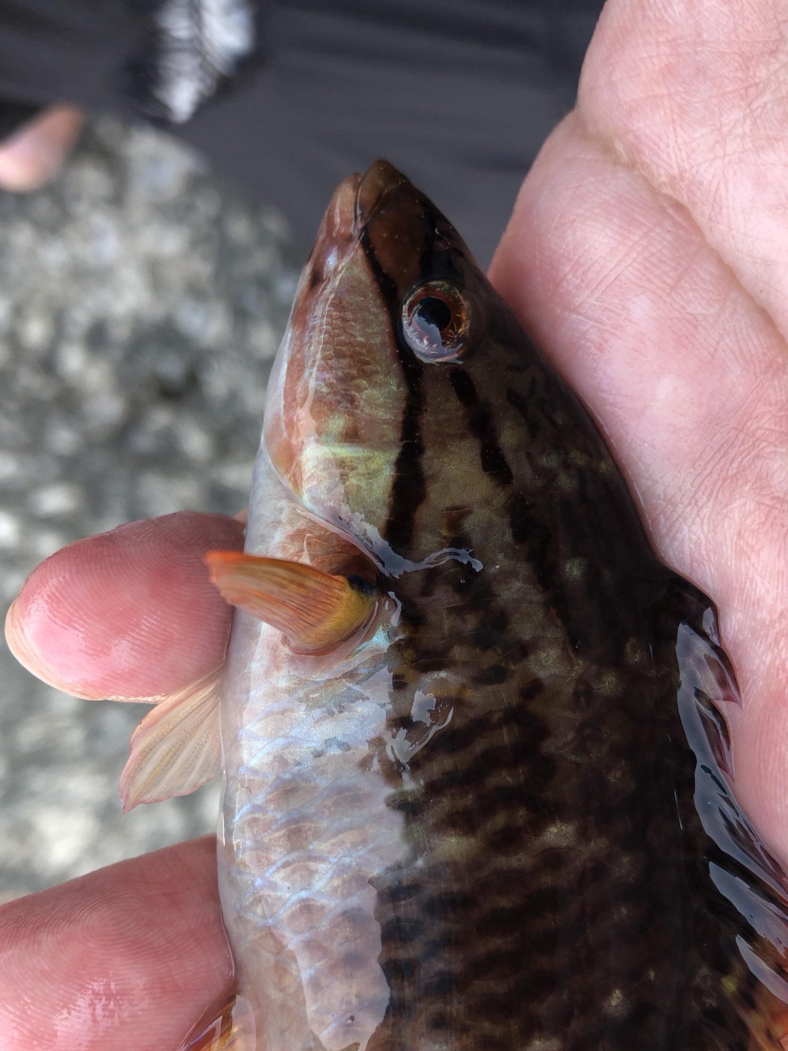 さかな芸人ハットリ على تويتر 45 300種類目 ホシササノハベラ 富山県魚津港にて ササノハベラとして同種とされていたアカササノハベラ 4枚目の写真 との違いは眼の下の線の曲がり方 2匹目で地味にサイズアップ