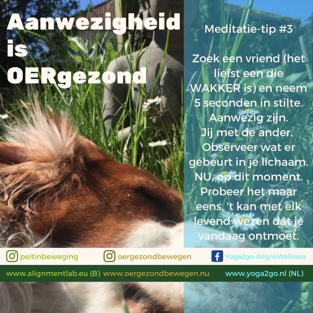 alignmentgurus's tweet image. Meditatie-tip #3 Aanwezigheid is Oergezond #bewegenisoergezond #biotip #oergezondbewegen #bewegenismeerdansporten