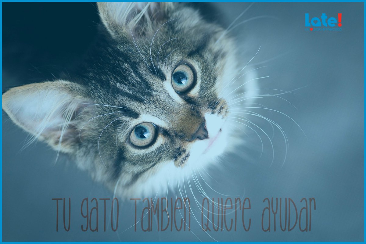 Todos quieren ayudar!!
Averigua cómo en late.cl
💙