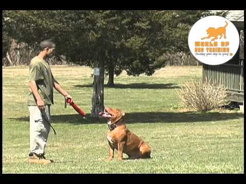 RyanMatthewsCA's tweet photo. Start reading your dog’s body language with the help of Ryan Matthews blog on body language. For details, click the following link https://t.co/DwvJbSgZp8 #bestdogtrainer #RyanMatthews #dog #dogtrainers #RyanMatthews #dogtraining #worldofdogtraining  #doglovers https://t.co/A8VAu5Mjtv