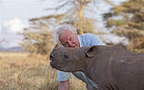 31. David Attenborough loves baby rhinos.This is partly because all baby rhinos are very lovable.But also largely because he respects and loves all animals and their roles within their own eco-systems. #AttenboroughDay #Attenbirthday