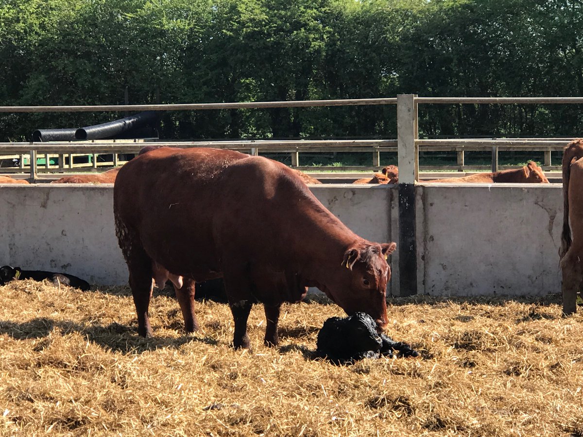 StabiliserBeef's tweet image. Another cracking @stabiliserbeef calf hits the ground unassisted @stabiliserdan #Hasslefree #QualityBeef #LoveStabilisers
