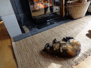 NnninNZ's tweet photo. Right behaviour of a cat ใญใใฎๆญฃใใใใๆน #NZ #cat #Rightbehaviour #cold #warmth #fireplace #cute #autumn #winter #ใใฅใผใธใผใฉใณใ #ใญใ #็ซ #ๅฏใ #ๆใใ #่ชในใใผใ #็ง #ๅฌ #ใใใใ #ใดใญใดใญ #ใใใใ https://t.co/el1dS8gUhT