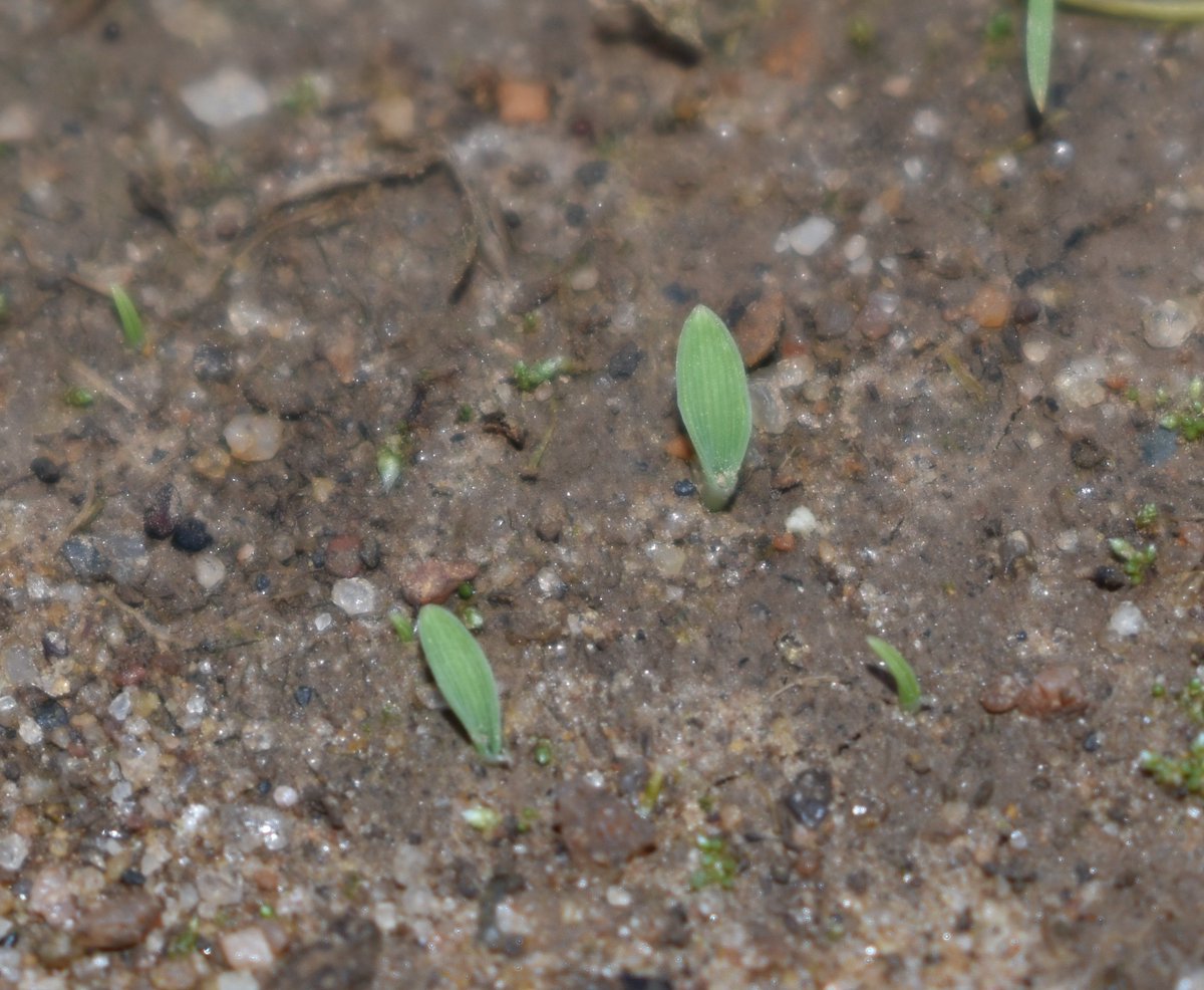 Matt Elmore tweet media