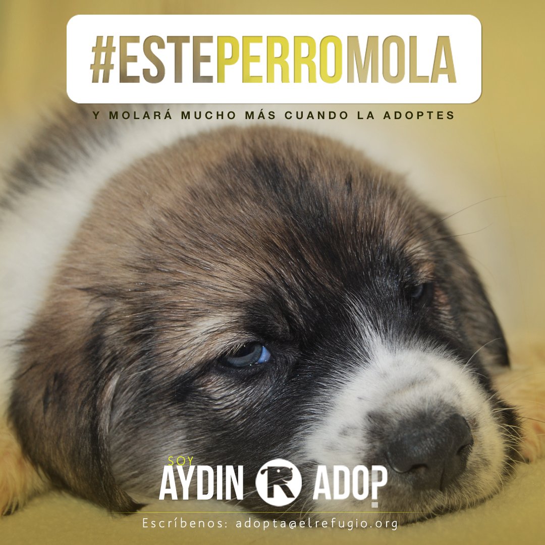 el_refugio's tweet image. No se puede ser + dulce + bello + tierno y + bolita!!!
La hemos rescatado, con sus 3 hermanas,
en un pueblo de León, estaban condenados.
adopta@elrefugio.org