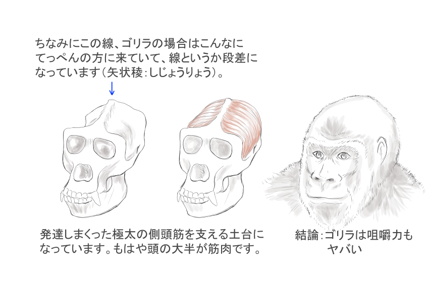 おじさん描いてて気づいたことをまとめました。
医者にも絵描きさんにも「へぇ」て言ってもらえたら嬉しい
#ドヤ顔で語る医学トリビア 