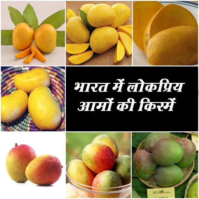 MyIndiainfo's tweet image. क्या आप अपने पसंदीदा आमों की तलाश में हैं?

देश में विभिन्न प्रकार की आमों की अधिकतर 500 से 1000 किस्मों की खेती की जाती है

Link- hindi.mapsofindia.com/my-india/trave…

#MangoVarieties #favoritemangoes #Fruits