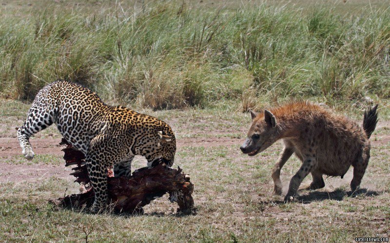 This is the moment an epic war between a hungry #Leopard and #Hyena broke out over a #ZebraCarcass.