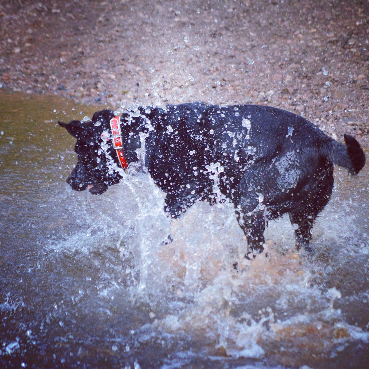 hollyandlil's tweet photo. Its hot out there #keepyourdogscool ... in @hollyandlil #Dog #dogfriendly #dogs #dogsoftwitter #hotdogs #hot https://t.co/71J1YKKDJP