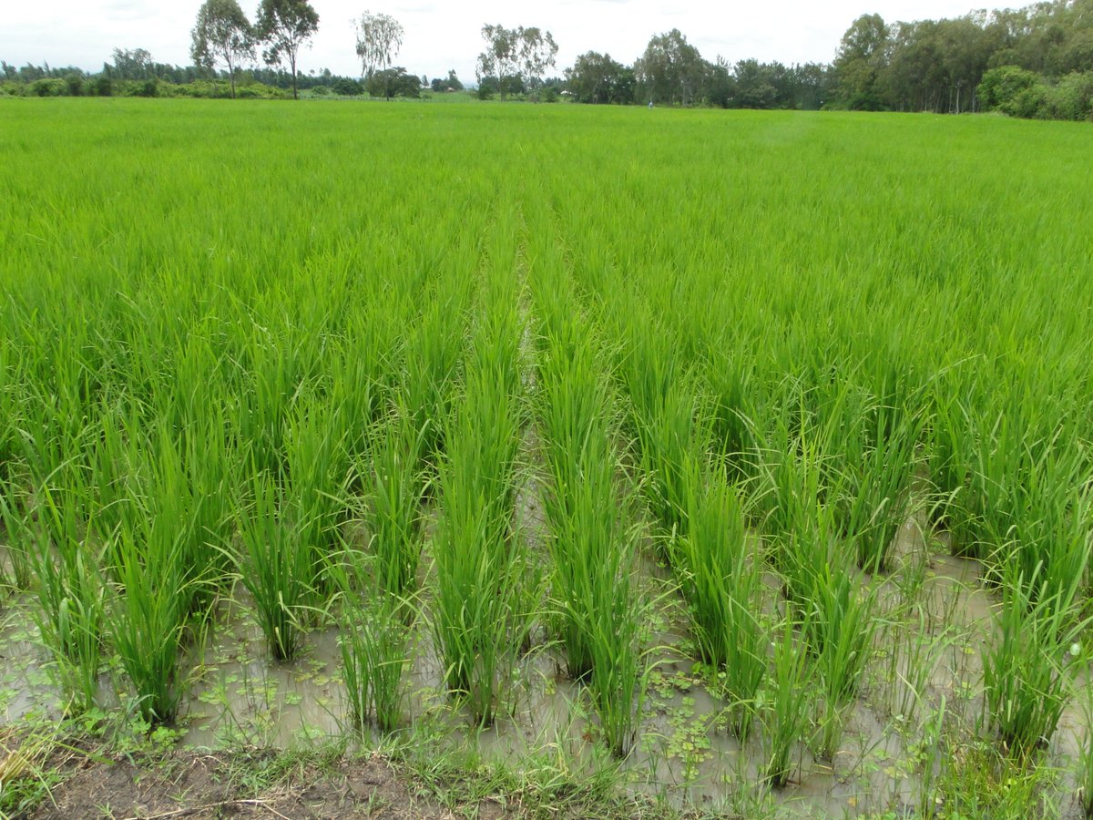 UNATHI_Labs's tweet photo. Partnering with #SmallholderFarmers in Kenya, adding aquaponics schemes to rice farming to diversify agricultural practises, reduce the use of chemicals, improving yield output and income diversification. #StrongFarmers #UNATHI #Aquaponics #SDG2 https://t.co/IqJW4uICQn