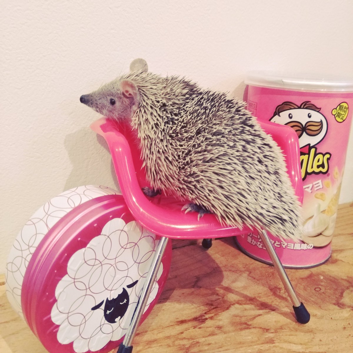 guriagu's tweet image. ハリネズミのための高級インテリアショップでこごみちゃんにおイスを買いました。
色違いの青もありました。

#こごみちゃん 
#ヒメハリテンレック #lesserhedgehogtenrec
#DAISO