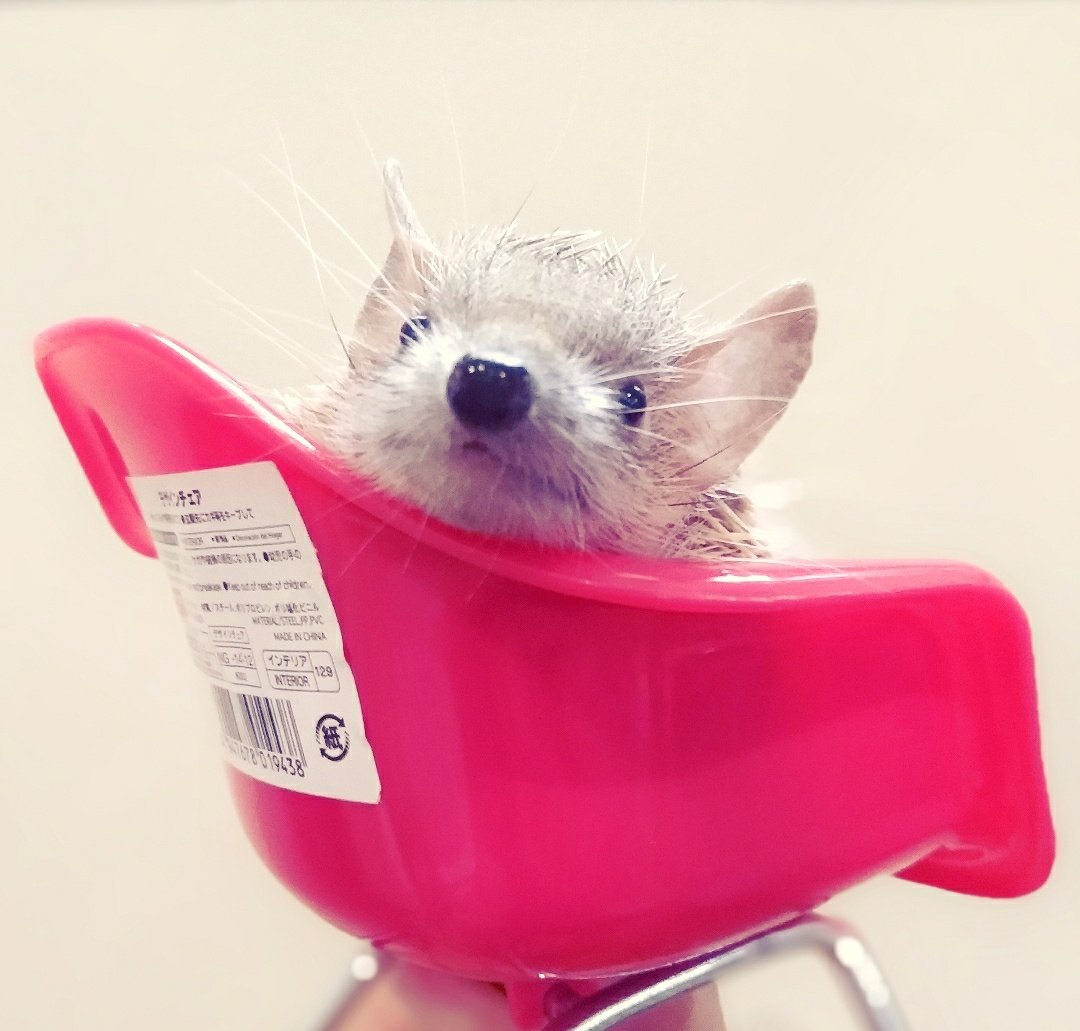 guriagu's tweet image. ハリネズミのための高級インテリアショップでこごみちゃんにおイスを買いました。
色違いの青もありました。

#こごみちゃん 
#ヒメハリテンレック #lesserhedgehogtenrec
#DAISO