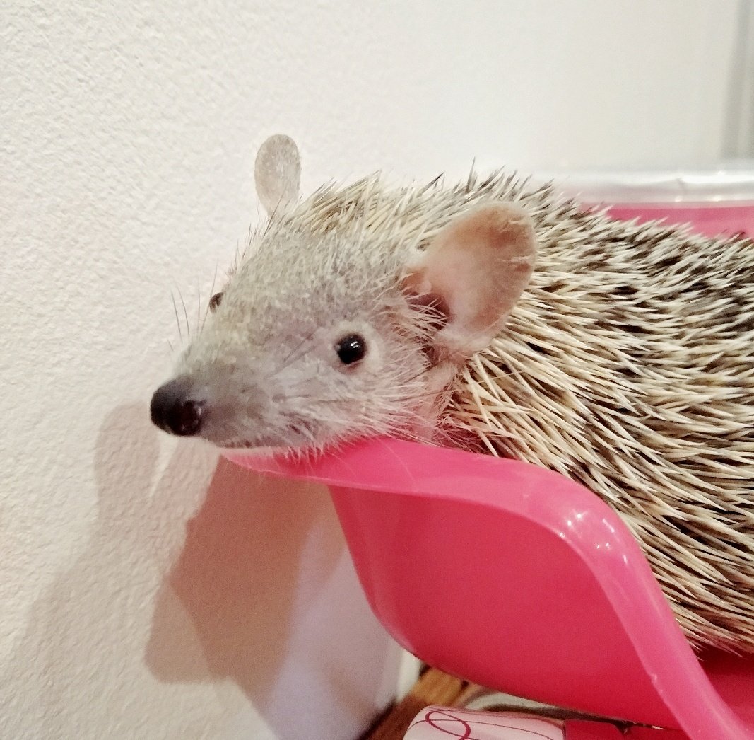 guriagu's tweet image. ハリネズミのための高級インテリアショップでこごみちゃんにおイスを買いました。
色違いの青もありました。

#こごみちゃん 
#ヒメハリテンレック #lesserhedgehogtenrec
#DAISO