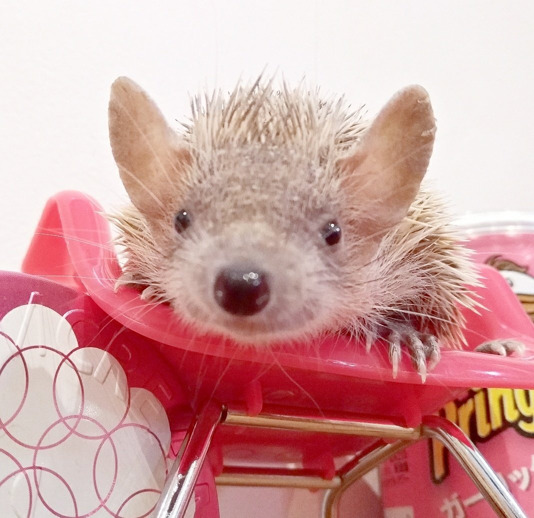 ハリネズミのための高級インテリアショップでこごみちゃんにおイスを