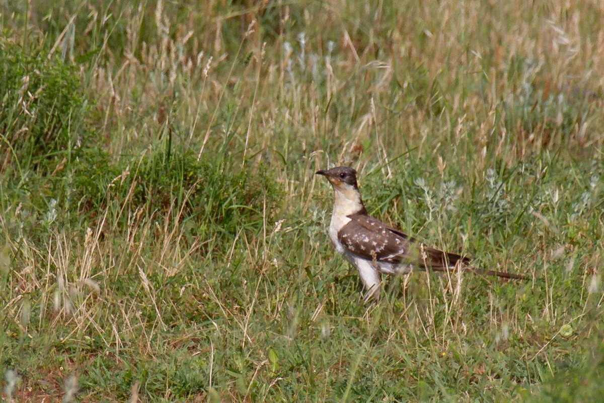 chiefchaff's tweet image. #GreatSpottedCuckoo at #CemovskoPolje #Montenegro #birding #birdwatching