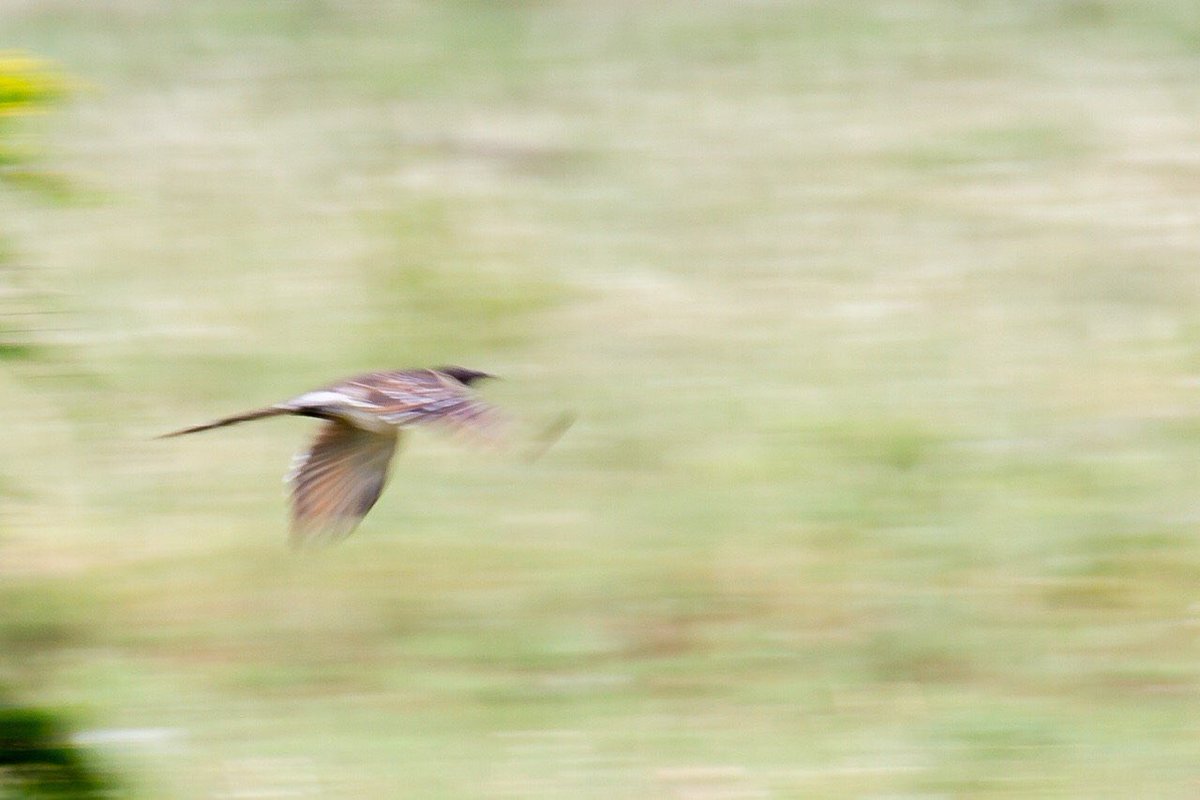chiefchaff's tweet image. #GreatSpottedCuckoo at #CemovskoPolje #Montenegro #birding #birdwatching