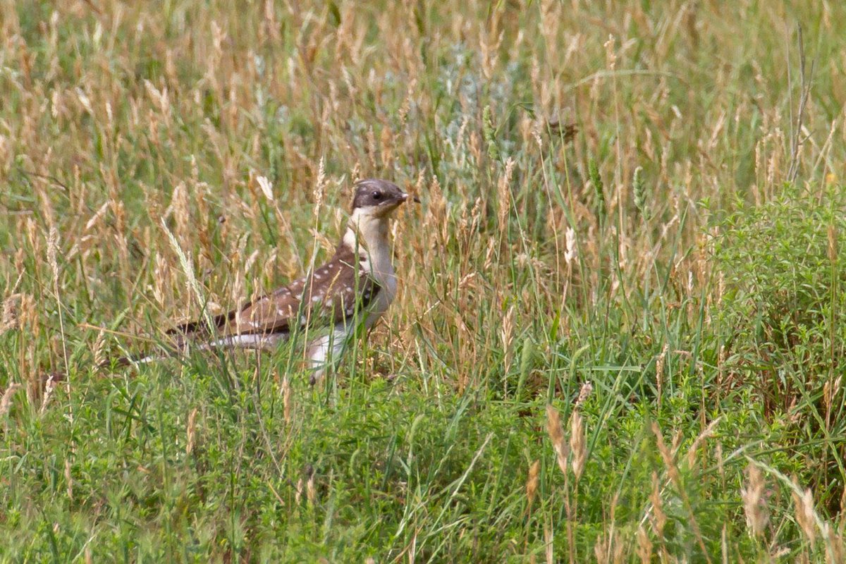 chiefchaff's tweet image. #GreatSpottedCuckoo at #CemovskoPolje #Montenegro #birding #birdwatching