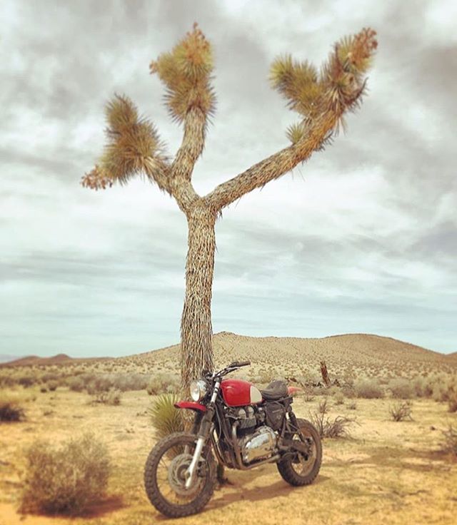 bike_bound's tweet photo. The Triumph #StreetSled by @modulusmoto9x found a friend in the desert.
.
#triumphscrambler #desertsled #scrambler #joshuatree #joshuatrees https://t.co/IeRyrDxHBM