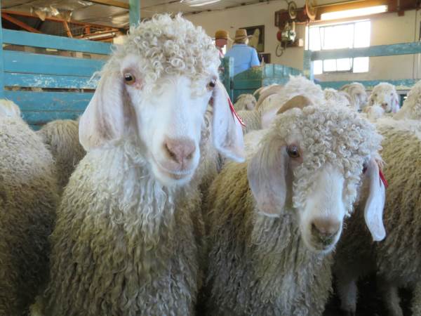 fufile's tweet photo. Orrore dietro la produzione di #mohair E qualcuno dopo la denuncia della @peta dice basta @DomiTrunfio @tiscalinotizie @zarait @hm https://t.co/9Kvi8Iiu6d https://t.co/GF3jkBySqT