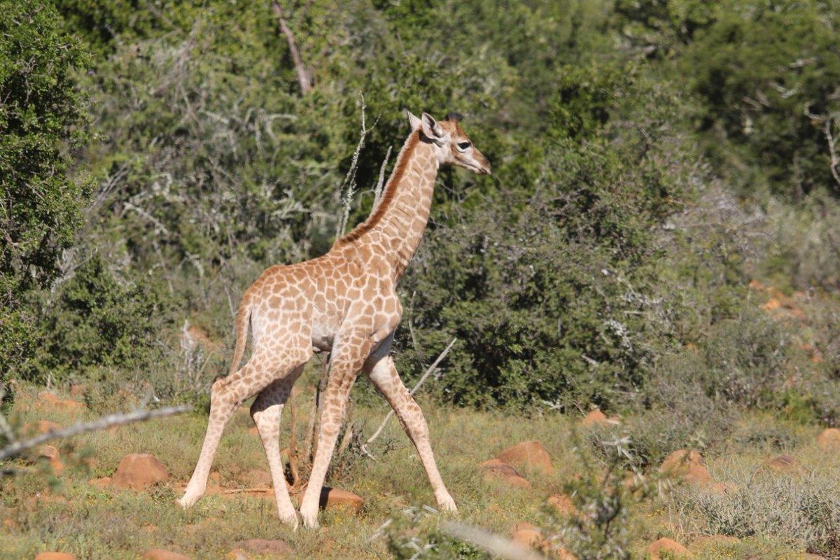 A new addition to our journey of Giraffes. #karoosafari #safariwithus #giraffes