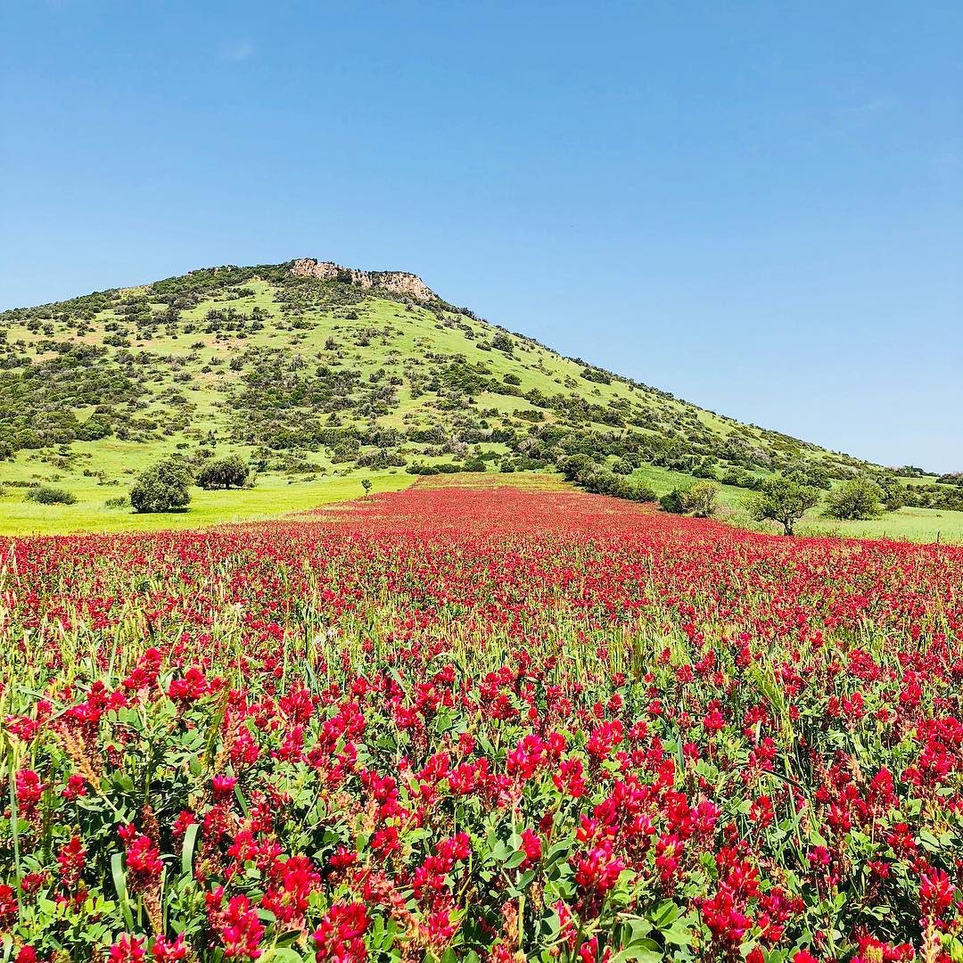 KeepSardinia's tweet photo. Springtime in Sardinia by 📷 Dario Frau https://t.co/4duAWfTmua