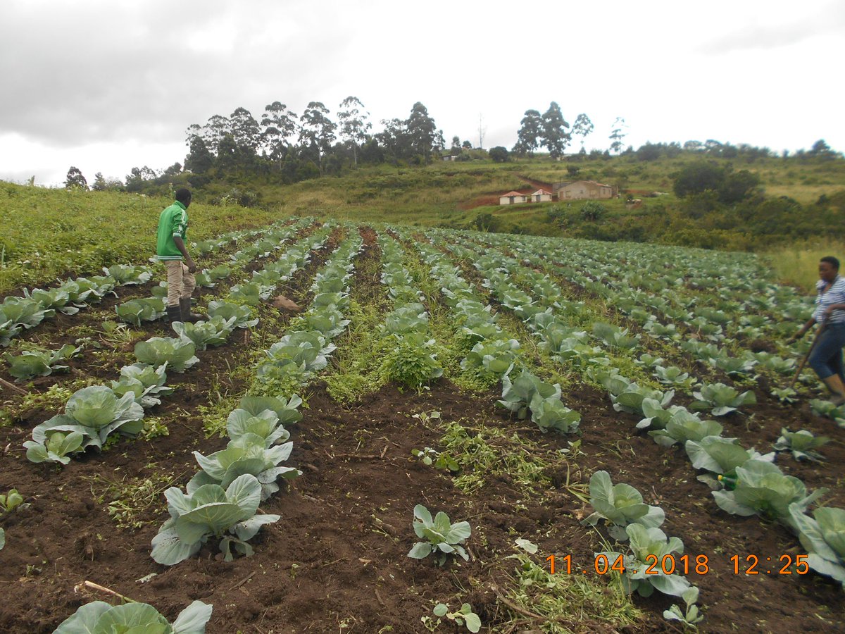 ftfa's tweet photo. Siphikelelekhona Farm in Umbumbulu, eThekwini, a previously water-stressed site, received a borehole sponsored by Public Investment Corporation in last year. The installation of the borehole has increased production levels on site & maximised land use. #WhatDevelopmentLooksLike https://t.co/eASGtl4gGS