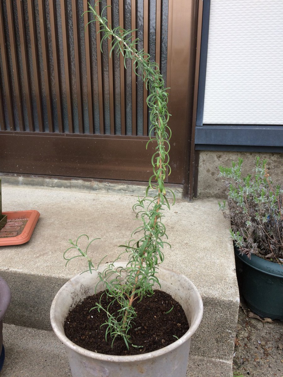 白黒 ちなみに 正体はローズマリーらしいです T Co 5dfh3mgrvv